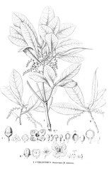 Illustration of plant