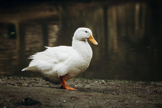 Cute white duck standing on dirt ground near pond in the countryside, domesticated duck bird near lake in French village farm, farming concept