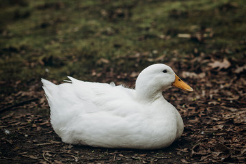 Close-up of cute white duck resting on the ground, farm animal - white duck sitting in the dirt in the countryside, ugly duckling concept