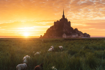 Sunrise at Mont Saint-Michel in France with sheeps in the foreground