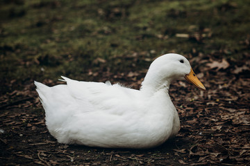 Close-up of cute white duck resting on the ground, farm animal - white duck sitting in the dirt in the countryside, ugly duckling concept