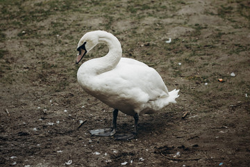 Beautiful white swan bird standing on the ground in autumn, elegant swan animal surrounded by nature close-up, ugly duckling concept