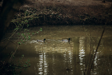 Cute mallards swimming in a lake in the forest, wild birds - ducks in a pond at british countryside - wildlife scene, nature concept