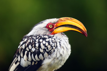 The southern yellow-billed hornbill (Tockus leucomelas), podtrait with green background.