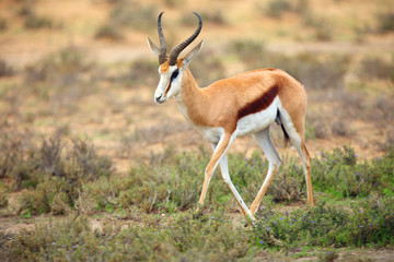 Naklejka na ściany i meble The springbok (Antidorcas marsupialis) adult male in the desert. Antelope on the sand.