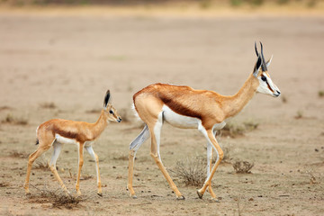 The springbok (Antidorcas marsupialis) female and young in the desert. The young follows the mother while walking on the salt pan. - obrazy, fototapety, plakaty