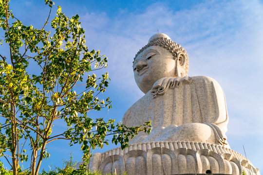 Low angle view of white marble big Buddha statue on top of the hill in evening with blue sky background and Bodhi Tree in the foreground at Phuket, Thailand.