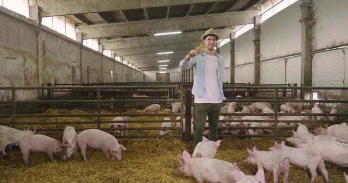 Tipi di file: Tutto (641) Vai a pagina |Prec1234567Avanti A farmer carefully raises his pigs in a biological way, eating only natural things and letting them live in wide green spaces.