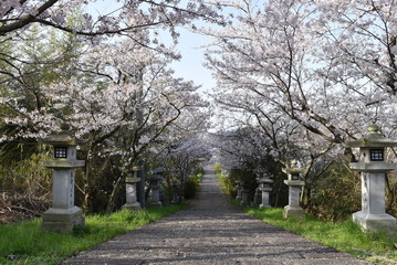 桜トンネル