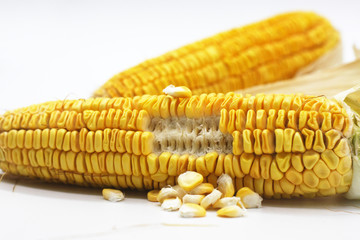 Corn on a white background