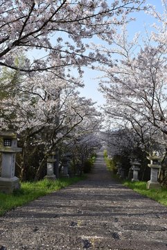 桜トンネル