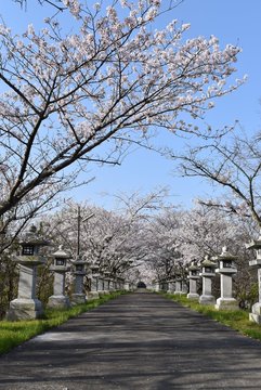 桜トンネル