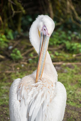 Obraz premium young pelican preening feathers