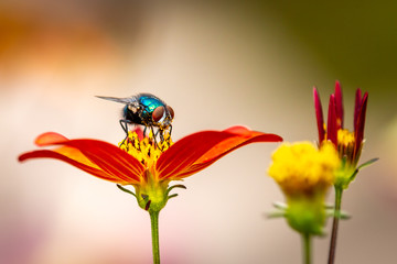 Close up on a green fly resting on a red flower