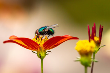 Close up on a green fly resting on a red flower