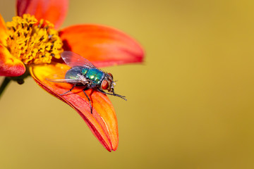Close up on a green fly resting on a red flower