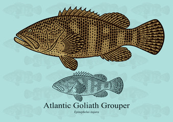 Atlantic Goliath Grouper. Vector illustration with refined details and optimized stroke that allows the image to be used in small sizes (in packaging design, decoration, educational graphics, etc.)