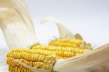 Corn on a white background