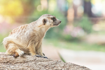 meerkat (suricata suricatta ) wild animal is looking alert 