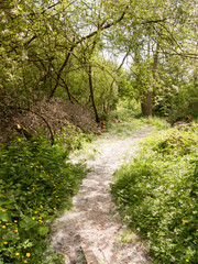 spring footpath passage trek trail through grove meadow wildflowers spring new fresh light day