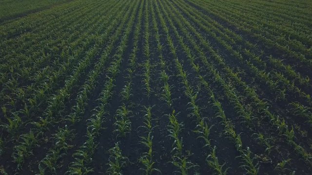 Aerial view of corn crops field with weed from drone point of view