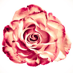 Rose Blume Königin der Blumen rot liebe Valentins Tag Rosen Schale