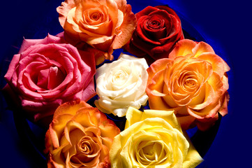 Rose Blume Königin der Blumen rot liebe Valentins Tag Rosen Schale