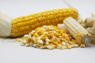 Corn on a white background