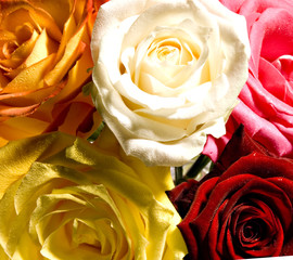 Rose Blume Königin der Blumen rot liebe Valentins Tag Rosen