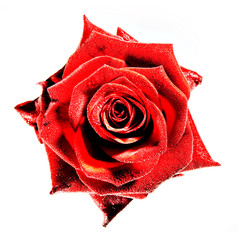 Rose Blume Königin der Blumen rot liebe Valentins Tag