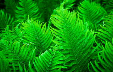 Green fern