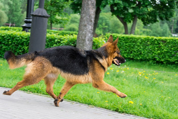 dog on the grass