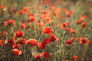 poppies. red poppies. wildflowers.