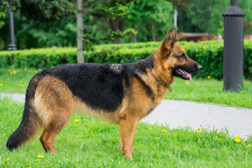 dog on the grass