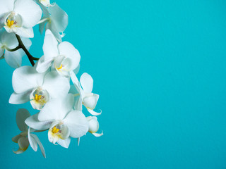 White phaleanopsis orchid on blue background with copy space