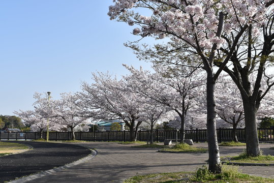 桜並木