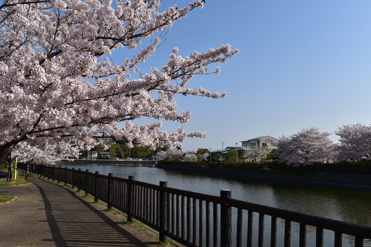 桜並木,