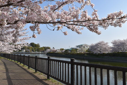 桜並木