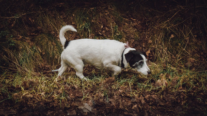 Dog in woods