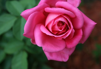 Gorgeous Pink Rose