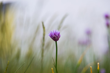 Field flower standing alone, cowbell.