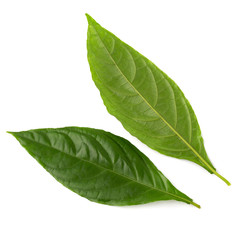 Fototapeta premium Phlogacanthus pulcherrimus T.Anderson. Traditionally used in herbal medicine as diuretics