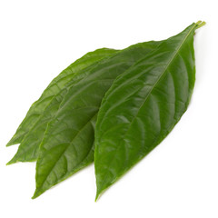 Phlogacanthus pulcherrimus T.Anderson. Traditionally used in herbal medicine as diuretics