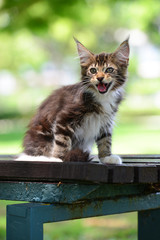 A brown tabby and white kitten chilling in green garden in daylight. black and white cat sitting on wooden garden chair blurry background by sunlight.