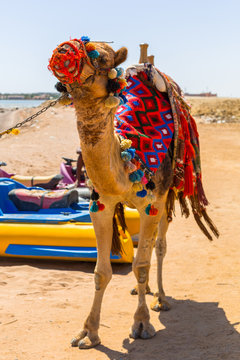 Camel on the beach of Red Sea in Egypt