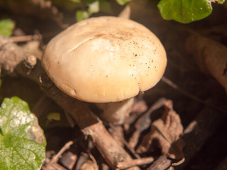 close up white cap st george's mushroom - Calocybe gambosa
