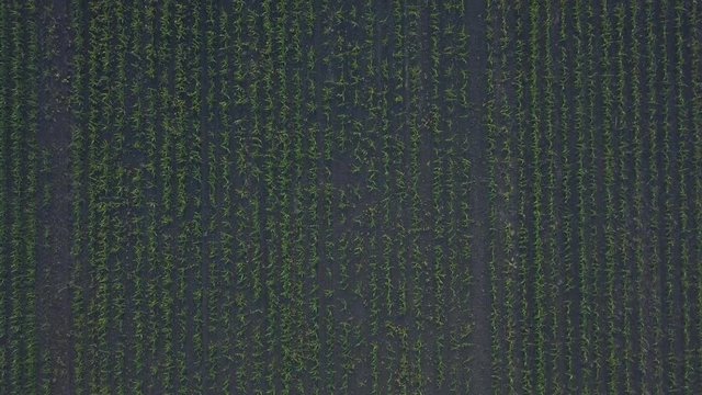 Aerial view of corn crops field with weed from drone pov, top view