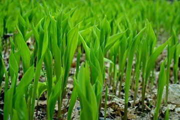 Texture, background. Green leaves.
