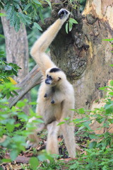 Pileated Gibbon (Hylobates pileatus)