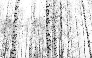 Fototapeta premium czarno-białe zdjęcie z białymi brzozami z korą brzozy w brzozowym gaju